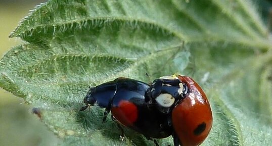 Coccinelles.Accouplement d' Adalia bipunctata ou "Coccinelle à 2 points"