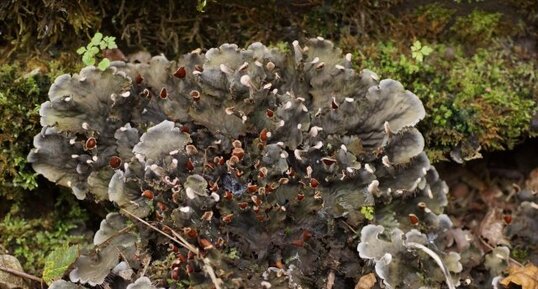 Big-maousse lichen