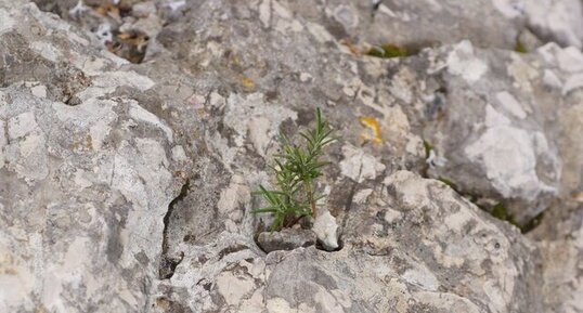 Jeune plant de Romarin