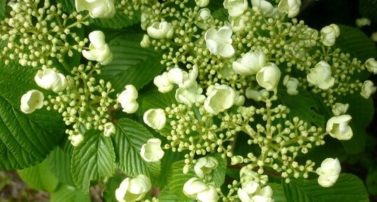 Hortensia grimpant