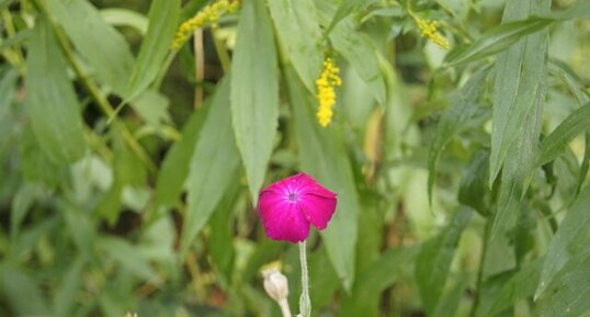 Lychnis coronaria