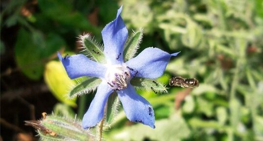 Bourrache, Borago officinalis