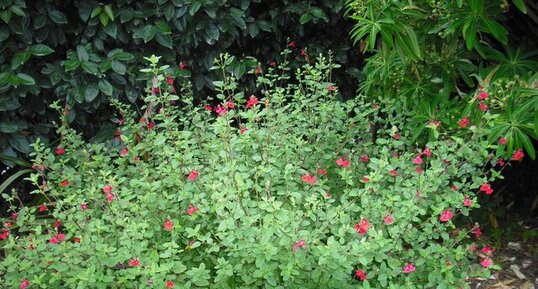 Salvia microphylla