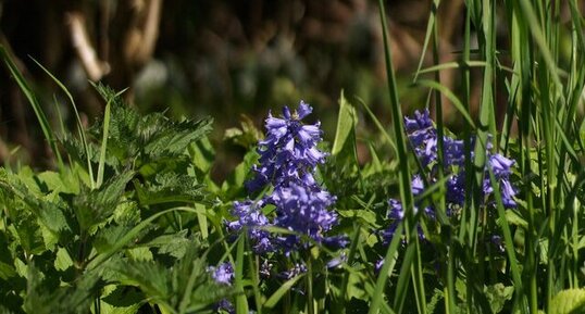 Jacinthe sp.