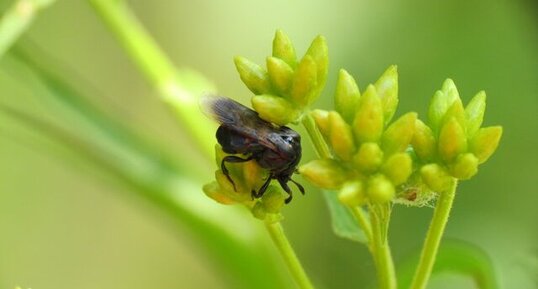 Rhipiphorus sp.-Montérégie