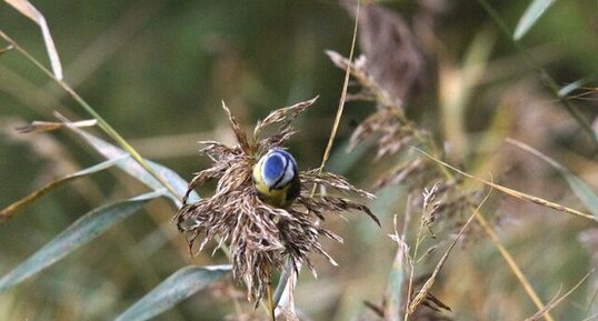 Mésange bleue