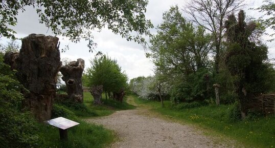 Le chemin des trognes