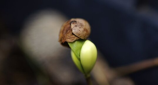 Germination d'une dicotylédone