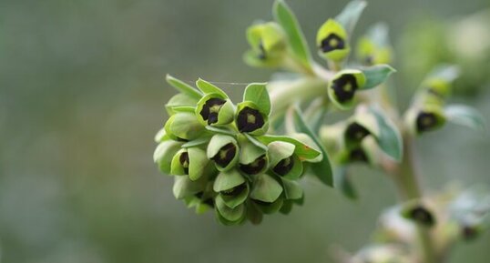 Euphorbe characias