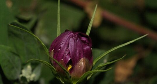 Eclosion d'un cosmos