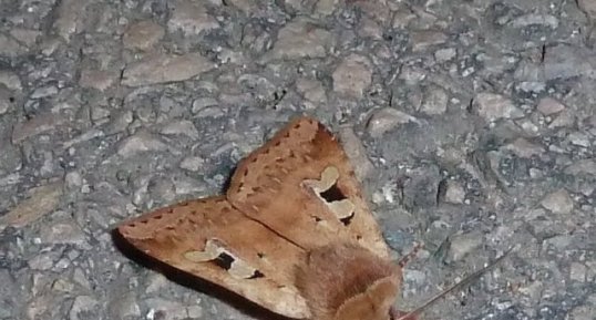 Autographa gamma. Noctuelle.