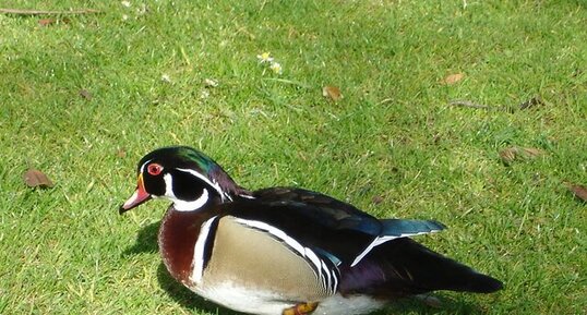 Canard "mandarin"