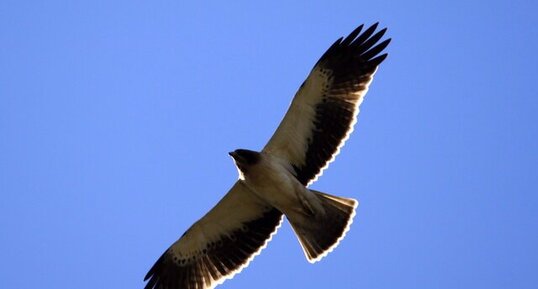 Aigle botté