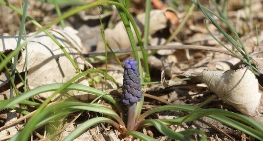 Muscari négligé