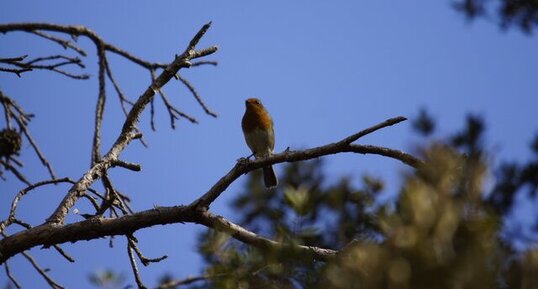 Rouge-gorge familier