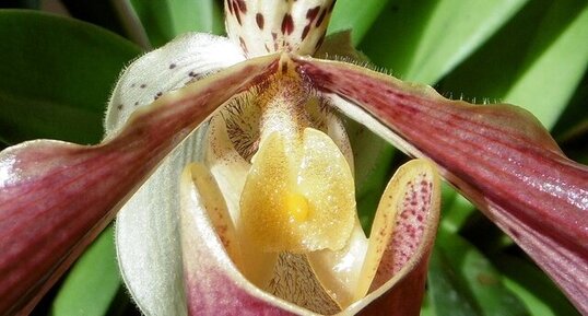 Orchidée "Sabot de Vénus"