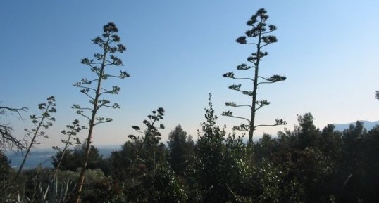 Agaves en fleurs