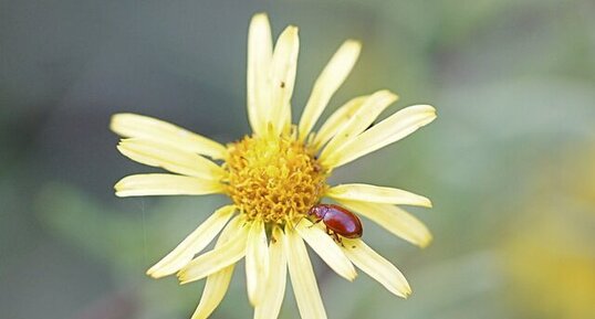 Asiorestia transversa (sous réserve) - sur une inule visqueuse