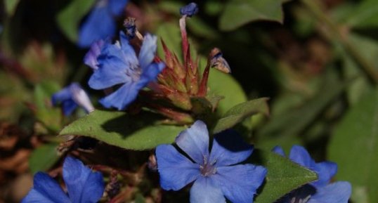 Fleur de plumbago rampant