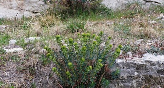 Euphorbe characias