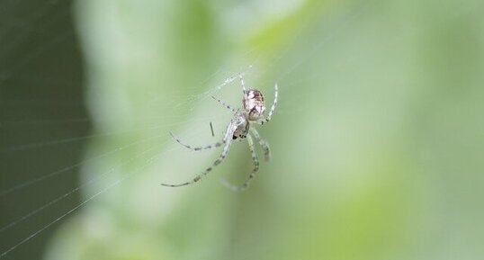 Enoplognatha sp. ?