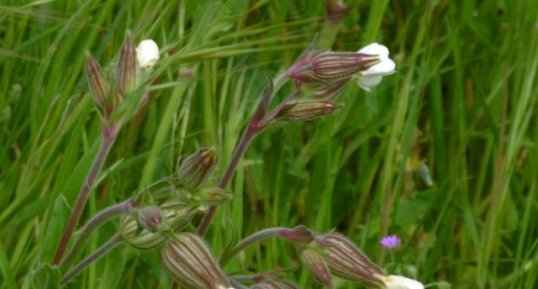 Compagnon blanc (silène latifolia)