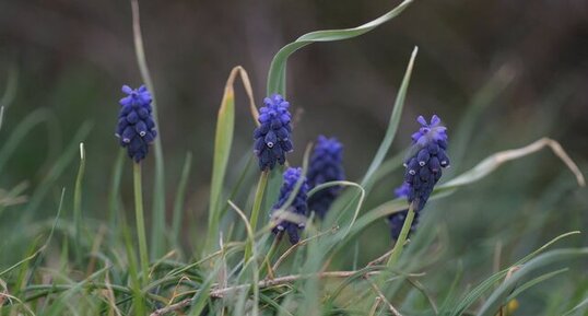 Muscari botryoide