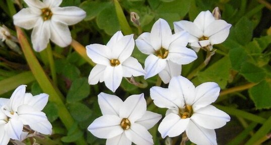 Ipheion uniflorum "white star"