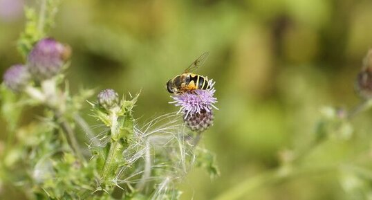 Eristalis jugorum