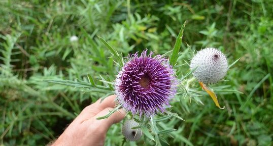 Fleur de Cirse Laineux