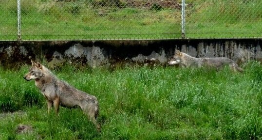 Loup commun d'Europe - (Canis lupus)