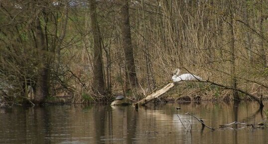 Cygne tuberculé et Tortue