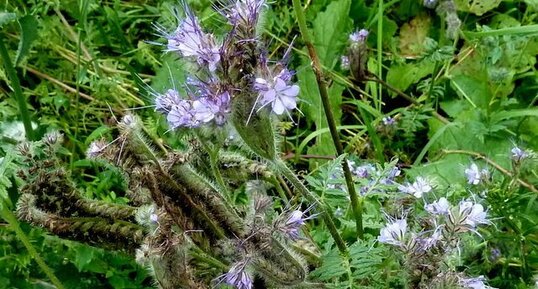 Phacelia tanacetifolia