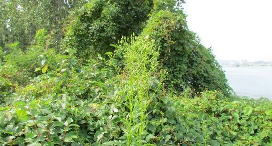 Erechtites hieraciflora-plante