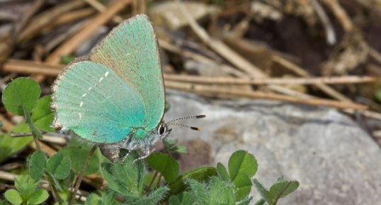 Callophrys rubi