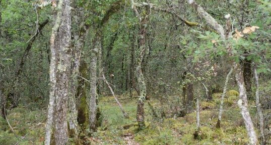 Forêt en Périgord Noir