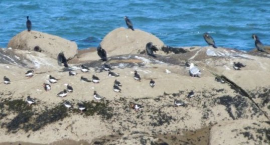 Cormorans et huîtriers pies