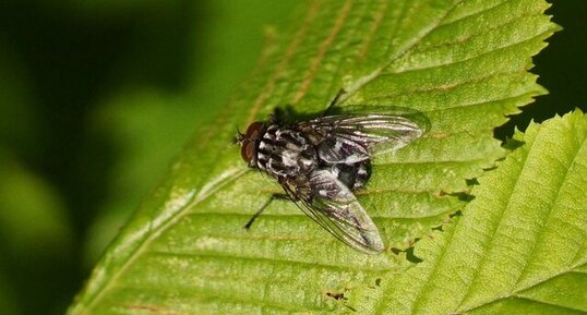 Mouche à damier