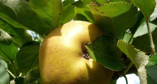 Pomme reinette "Victoria"