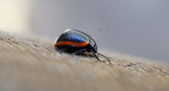 Chrysolina sanguinolenta - sous réserve