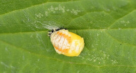 Métamorphose de larve de Coccinelle