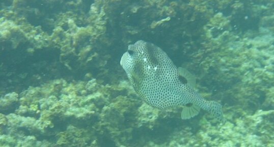 Lactophrys bicaudalis