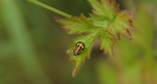 Pupe de Coccinelle