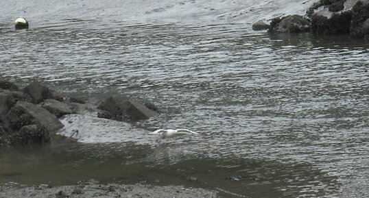 Le vol d'une mouette