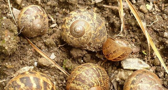 Coquilles d'escargots "petits gris"uimper