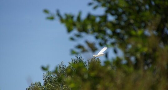 Aigrette garzette