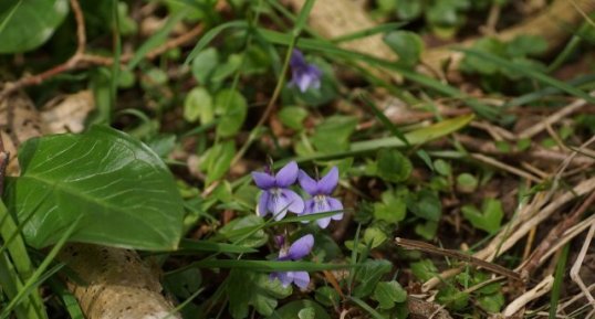 Violette odorante