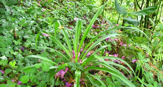 Phalangère, tradescantia et bananier