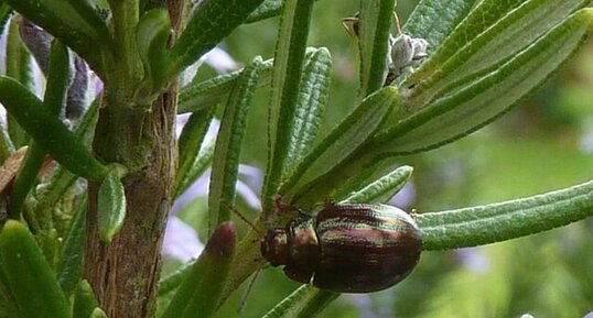 Chrysomèle américaine - Chrysolina americana