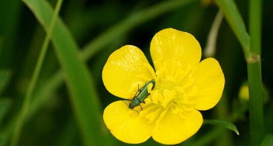 Oedemera virescens - sous réserve